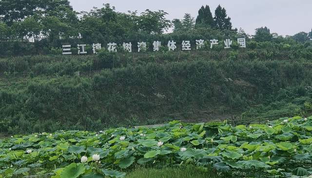 四川省通俗文艺研究会乐山市工作站在三江镇花树湾开展采风活动