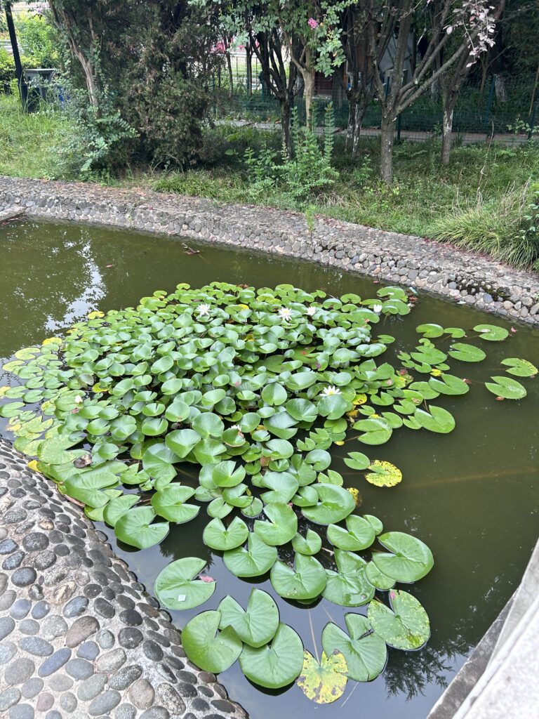 “中药助力乡村振兴，青春赋能美丽安康”—西安邮电大学现代邮政学院师生赴陕西安康开展暑期社会实践